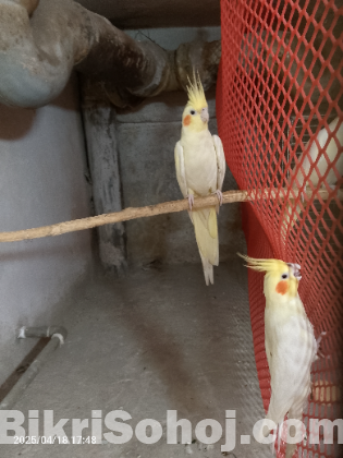 Cocatail breading pair